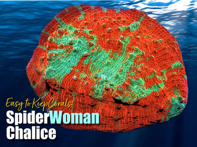 ETK_SpiderWoman_Chalice_Coral_Frag_For_Sale_400x.jpg