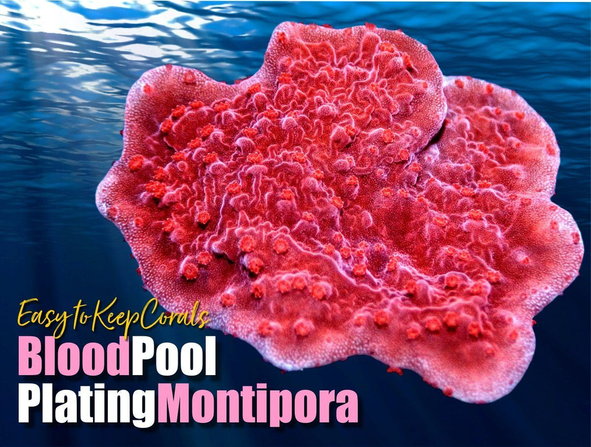 ETKBloodPoolMonti_1200x.jpg