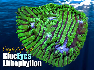 ETKBlueEyesLithophyllon_400x.jpg