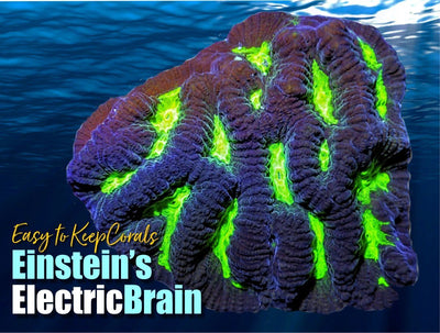 ETKEinsteinElectricBrain_400x.jpg