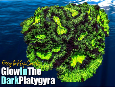 ETKGlowintheDarkPlatygyra_400x.jpg