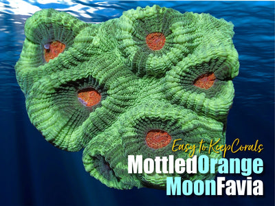 ETKMottledOrangeMoonFavia_400x.jpg