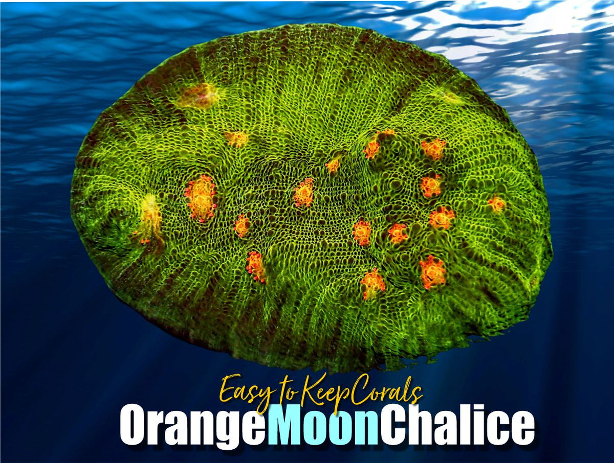 ETKOrangeMoonChalice_1200x.jpg