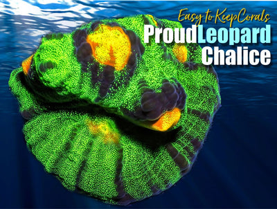 ETKProudLeopardChalice_400x.jpg