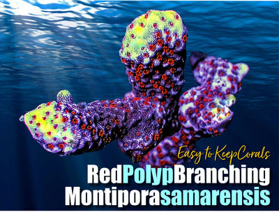 ETKRedPolypBranchingMontipora_400x.jpg