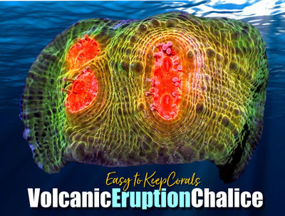 ETKVolcanicEruptionChalice_400x.jpg