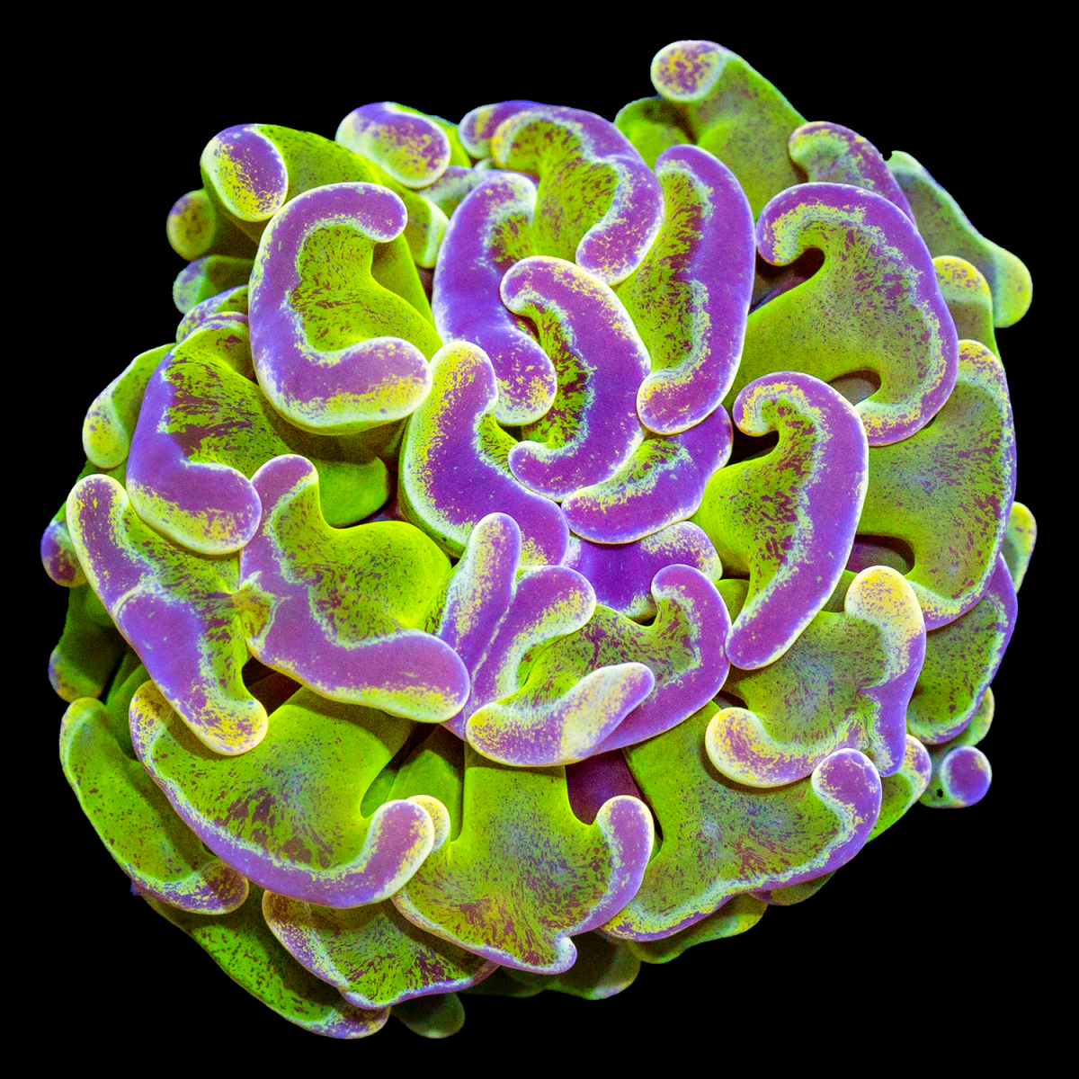 euphyllia-905.png