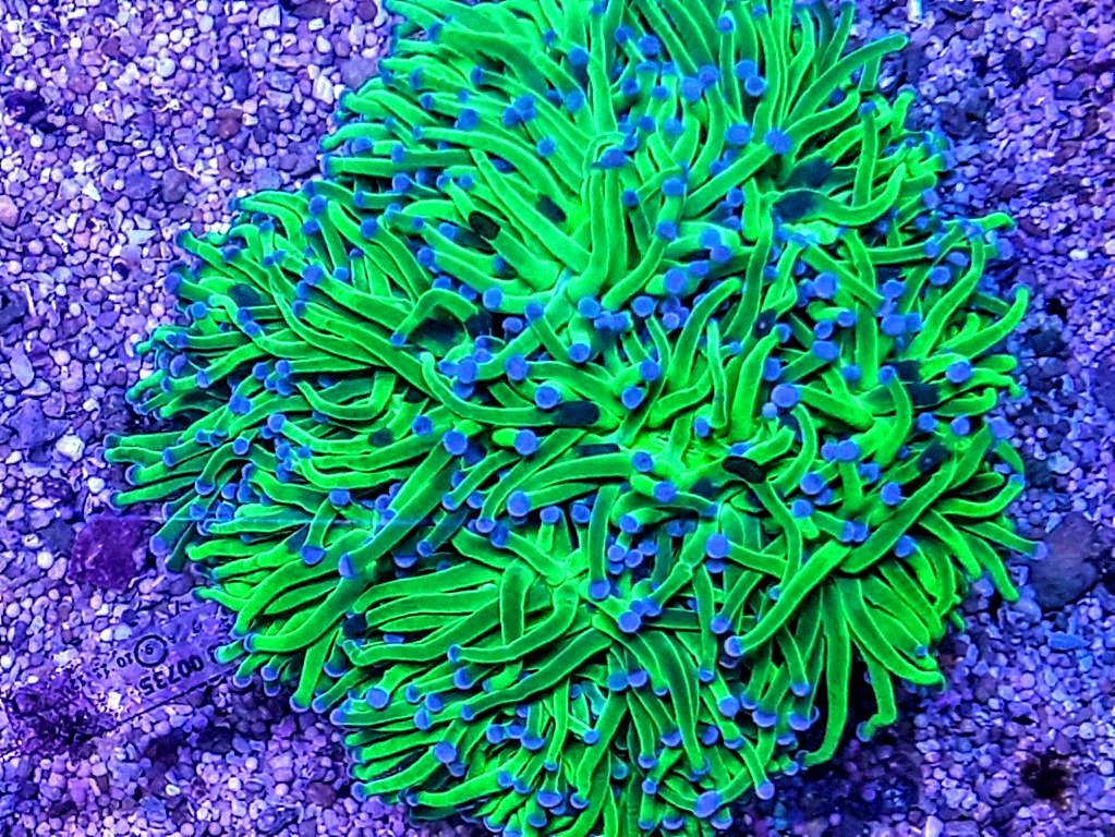 Euphyllia glabrescens grade A (3)~2.jpg