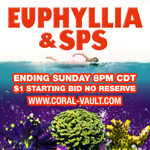 euphylliasps8pm4-24.jpg