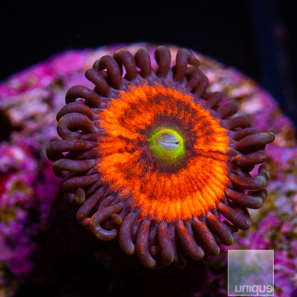 Everlasting Gobstopper Zoanthid 15 10.JPG