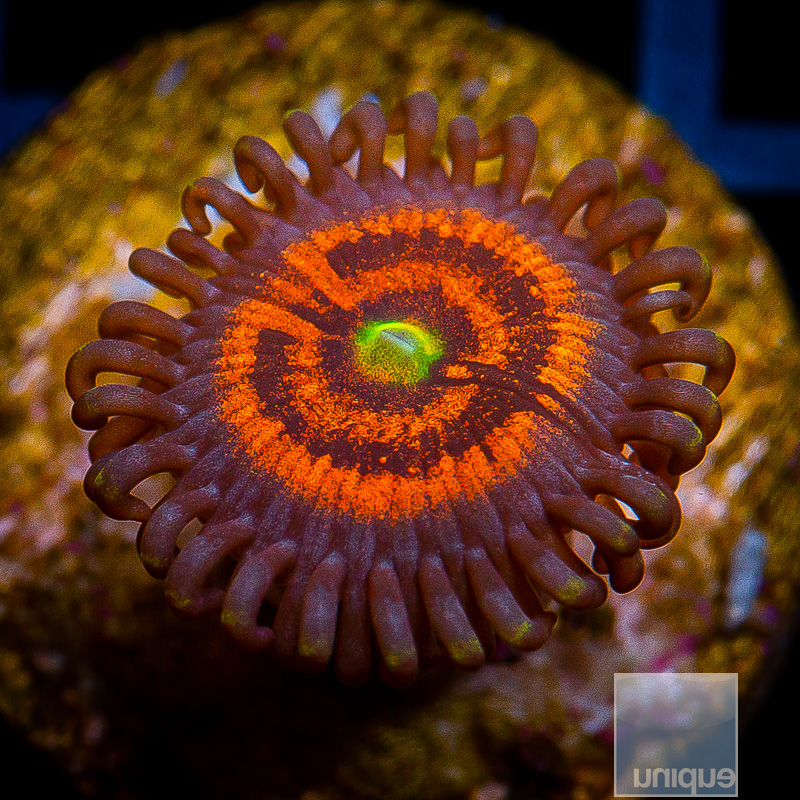 Everlasting Gobstopper Zoanthid 15 5.JPG