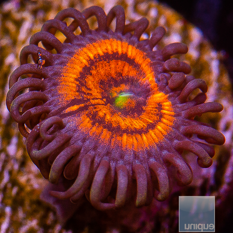 Everlasting Gobstopper Zoanthid 19 8.JPG