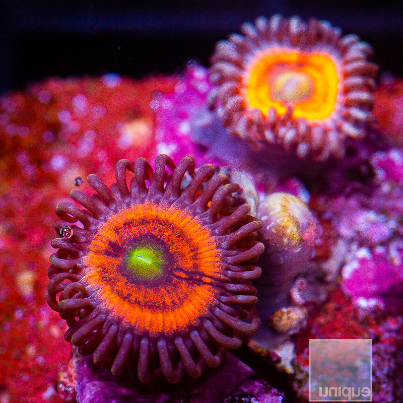 Everlasting Gobstopper Zoanthid 29 10.JPG