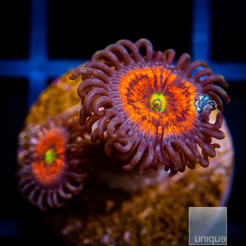 Everlasting Gobstopper Zoanthid 29 14.JPG