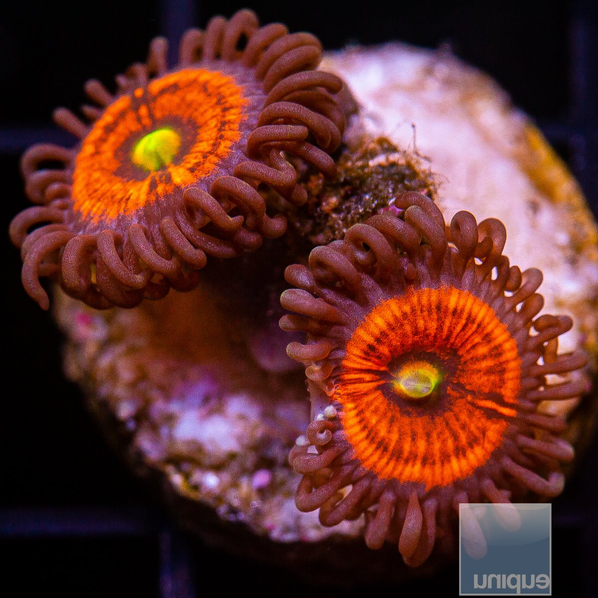 Everlasting Gobstopper Zoanthid 29 21.JPG