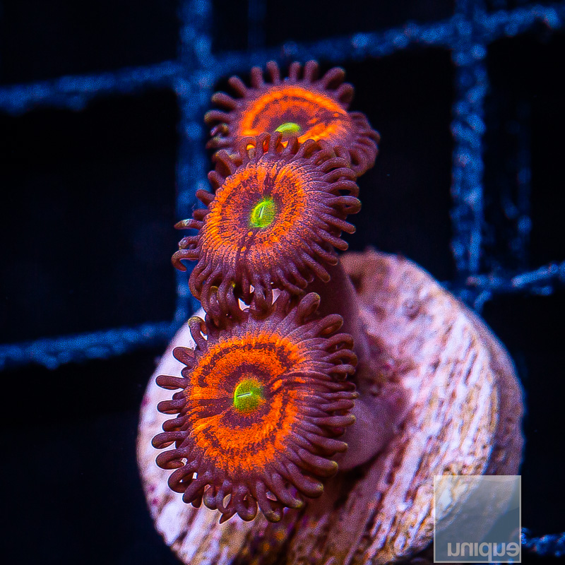 Everlasting Gobstopper Zoanthid 45 23.JPG