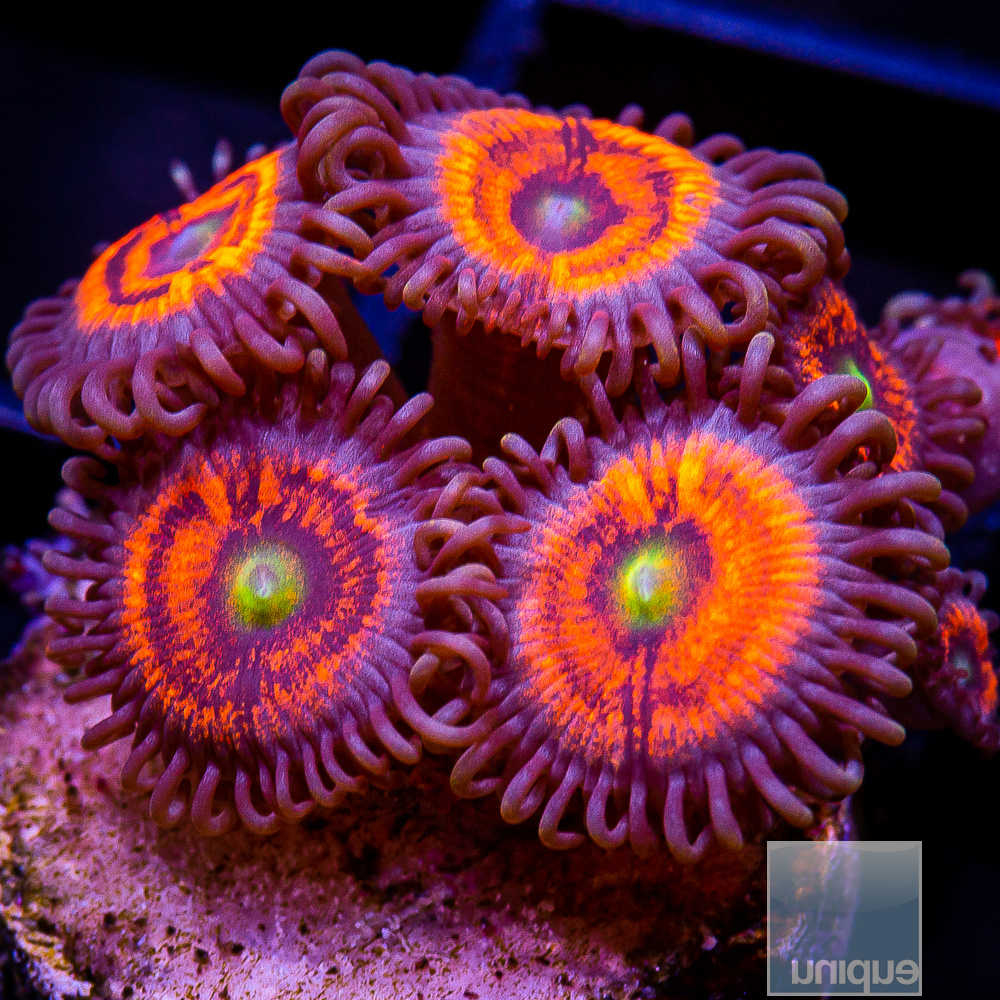 Everlasting Gobstopper Zoanthid 59 26.JPG