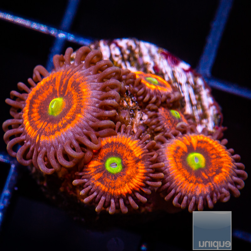 Everlasting Gobstopper Zoanthid 79 46.JPG