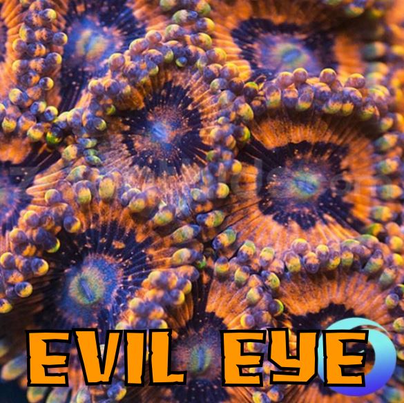 EVIL EYE 1.JPG