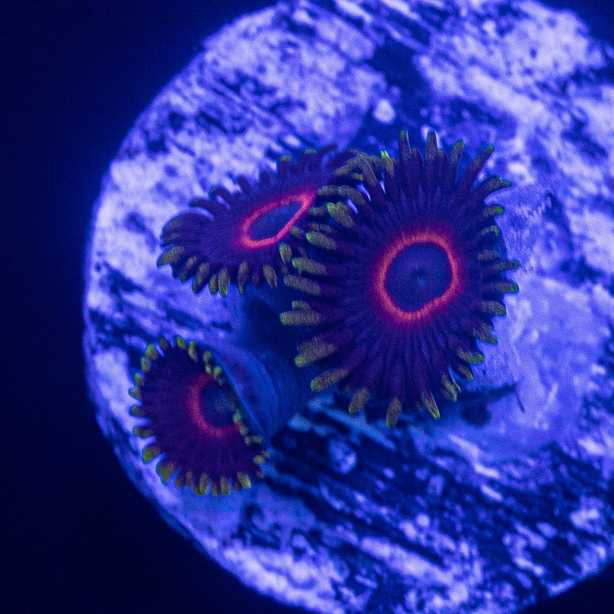 Evil Hearts Zoa.jpg