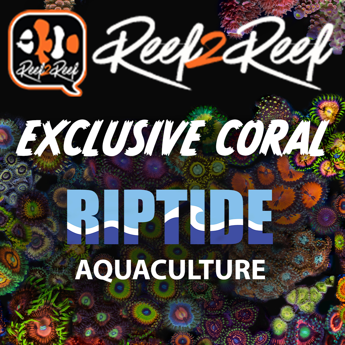 exclusive coral R2R.jpg