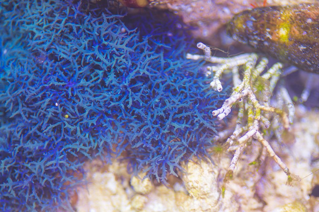 ExclusiveCorals_BlueMacro.jpeg