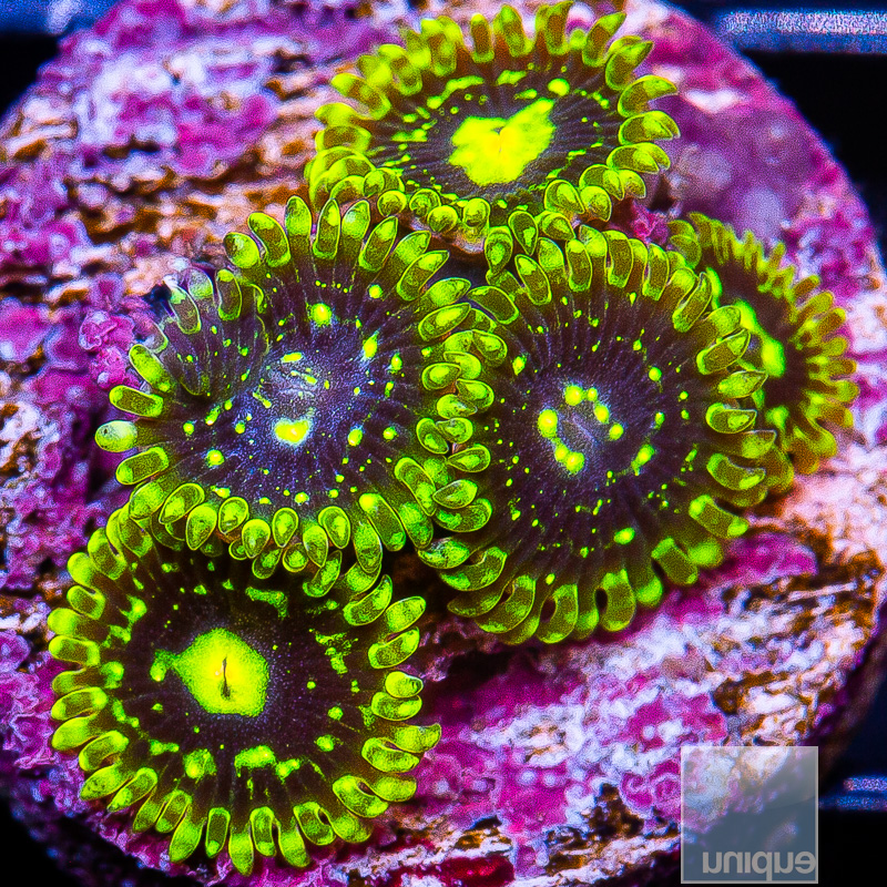 Exosphere Zoanthid 199 95.JPG