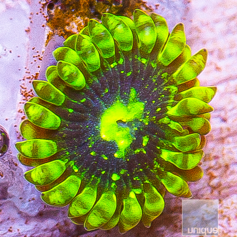 Exosphere Zoanthid 59 40.JPG