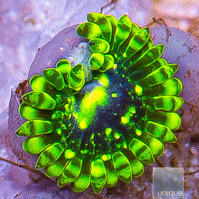 Exosphere Zoanthid 69 35.JPG