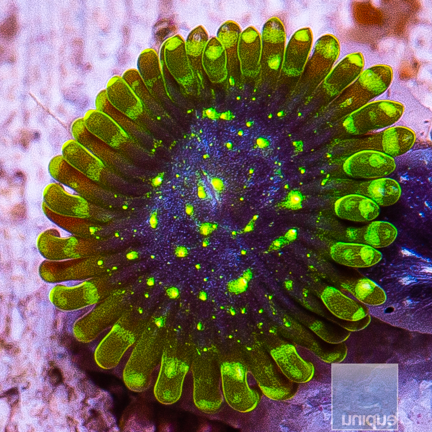 Exosphere Zoanthid 69 36 (1).JPG