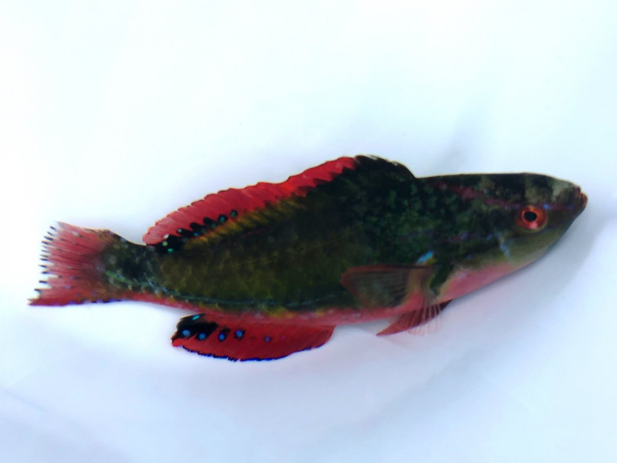 Exquisite Wrasse 1.jpg