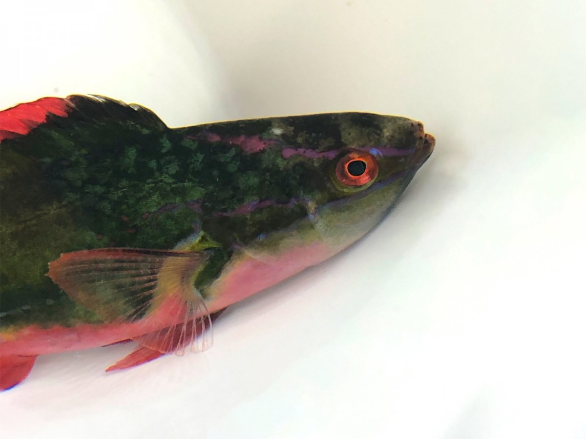 Exquisite Wrasse 2.jpg