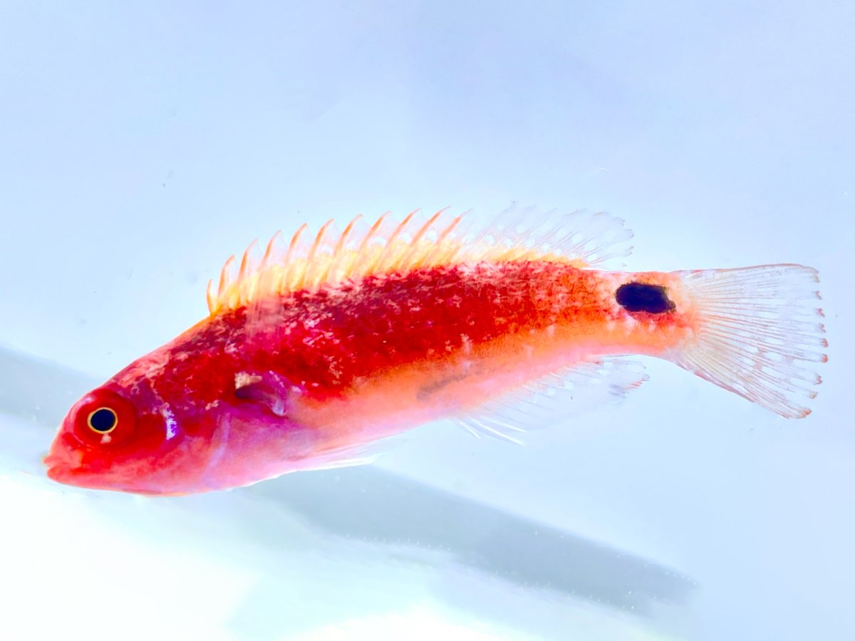 Exquisite Wrasse Female.jpg