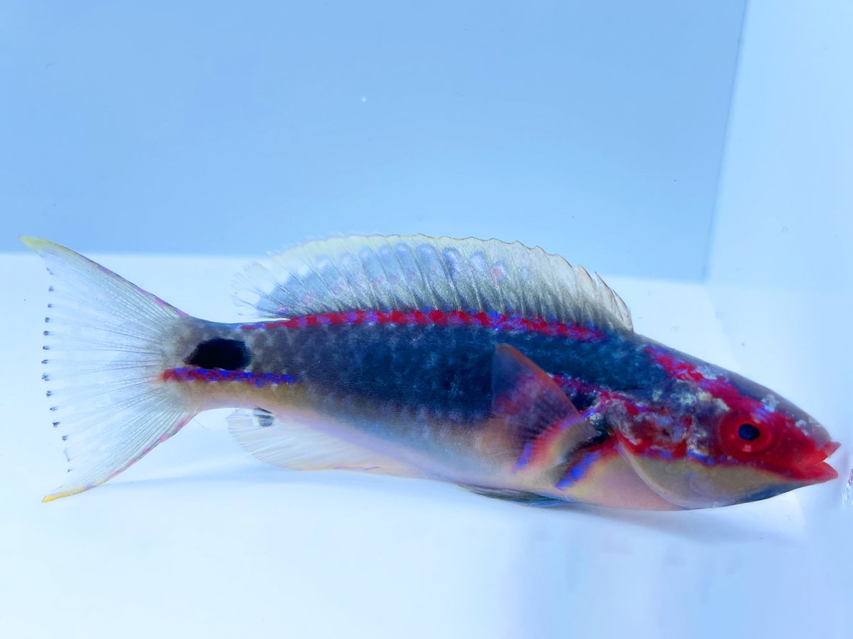 Exquisite Wrasse.jpg