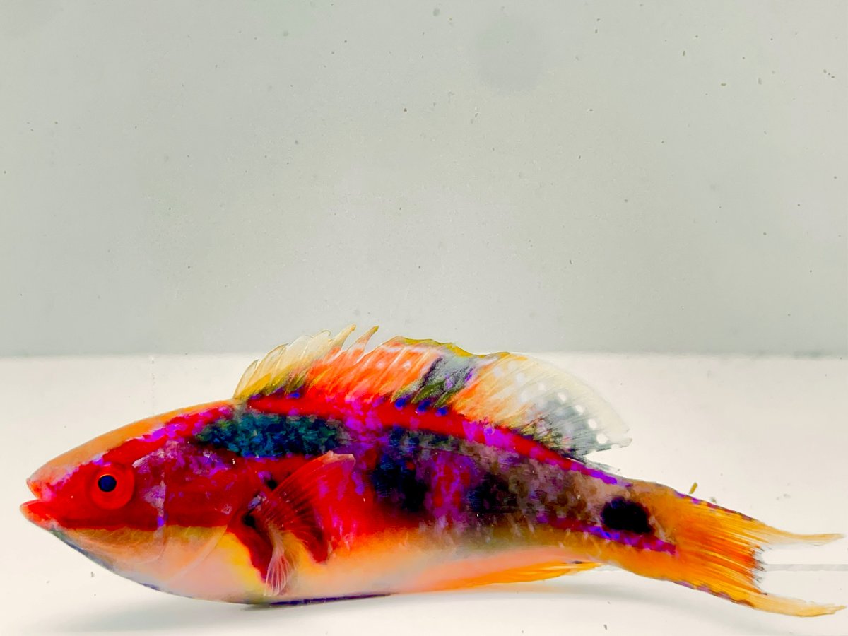 Exquisite Wrasse.jpg