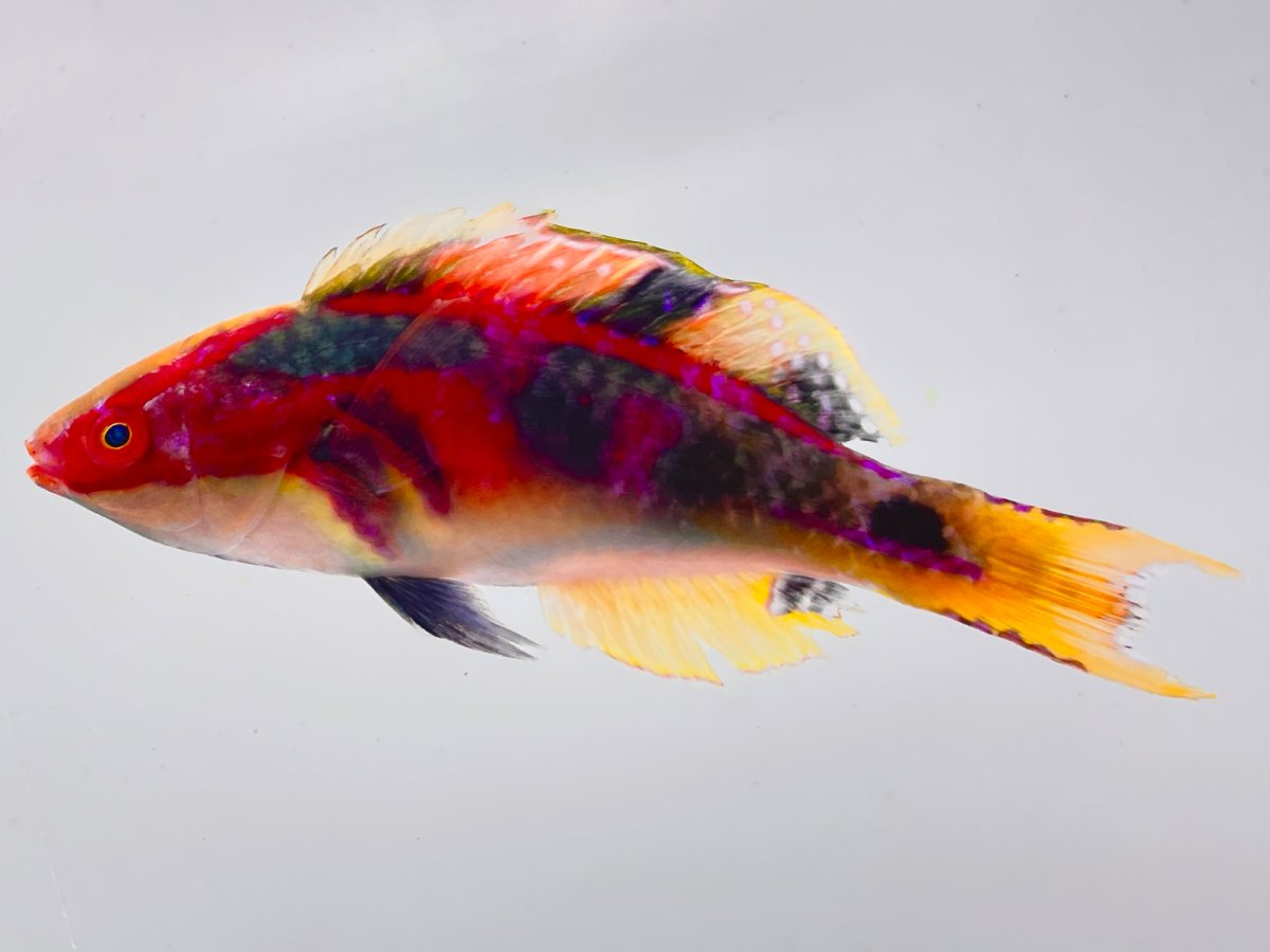 Exquisite Wrasse_2.jpg