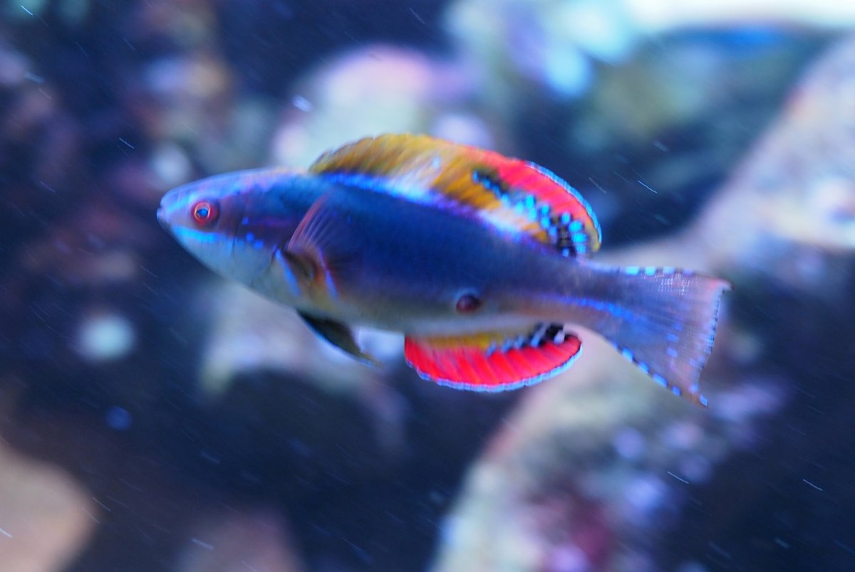 ExquisiteFairyWrasse2019041301Ulcer.jpg