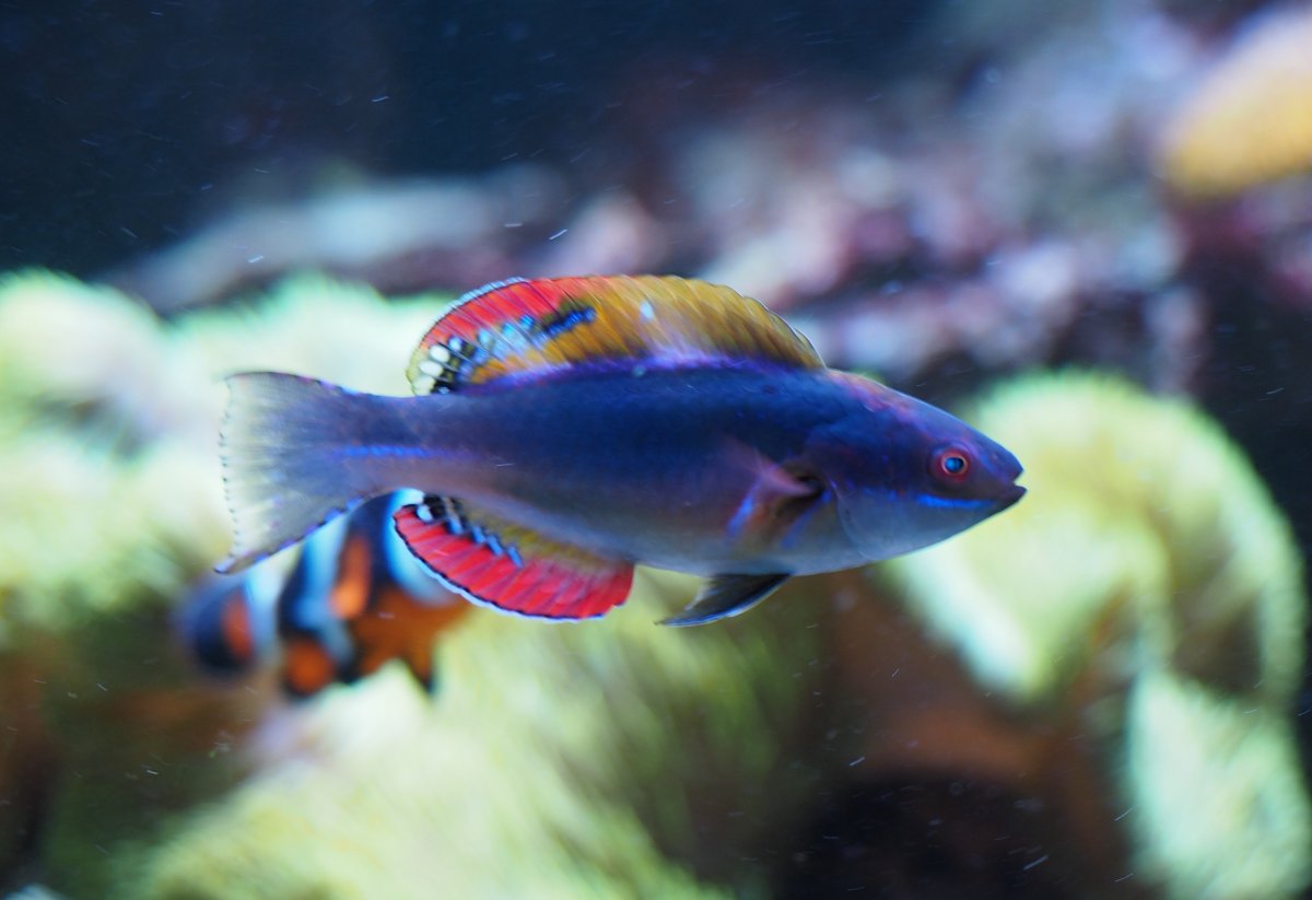 ExquisiteFairyWrasse2019052601.jpg