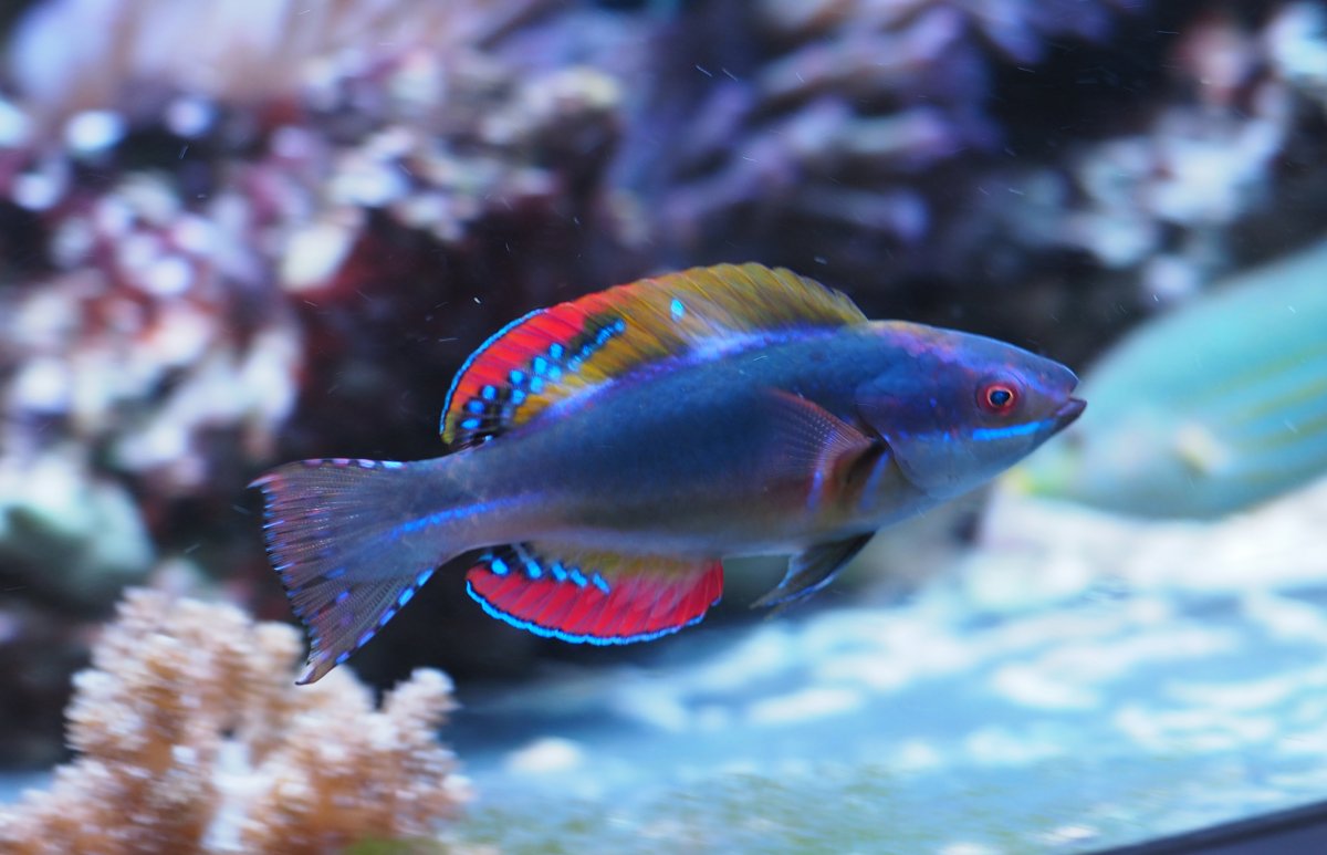 ExquisiteFairyWrasse2019052602.jpg