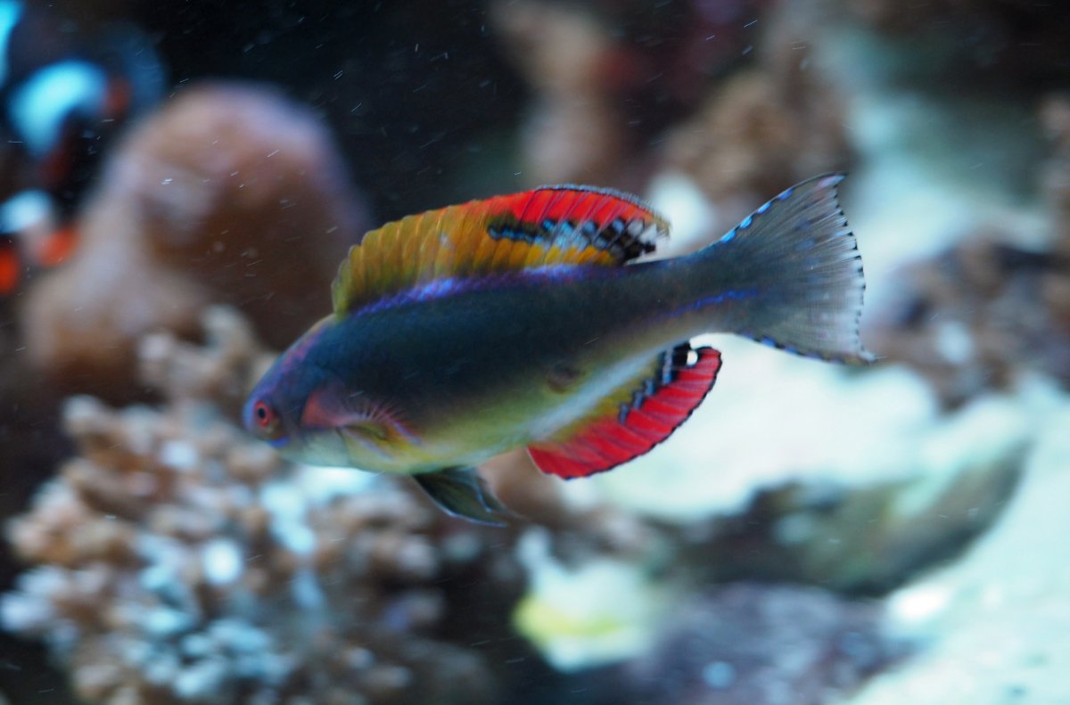 ExquisiteFairyWrasse2019053101.jpg