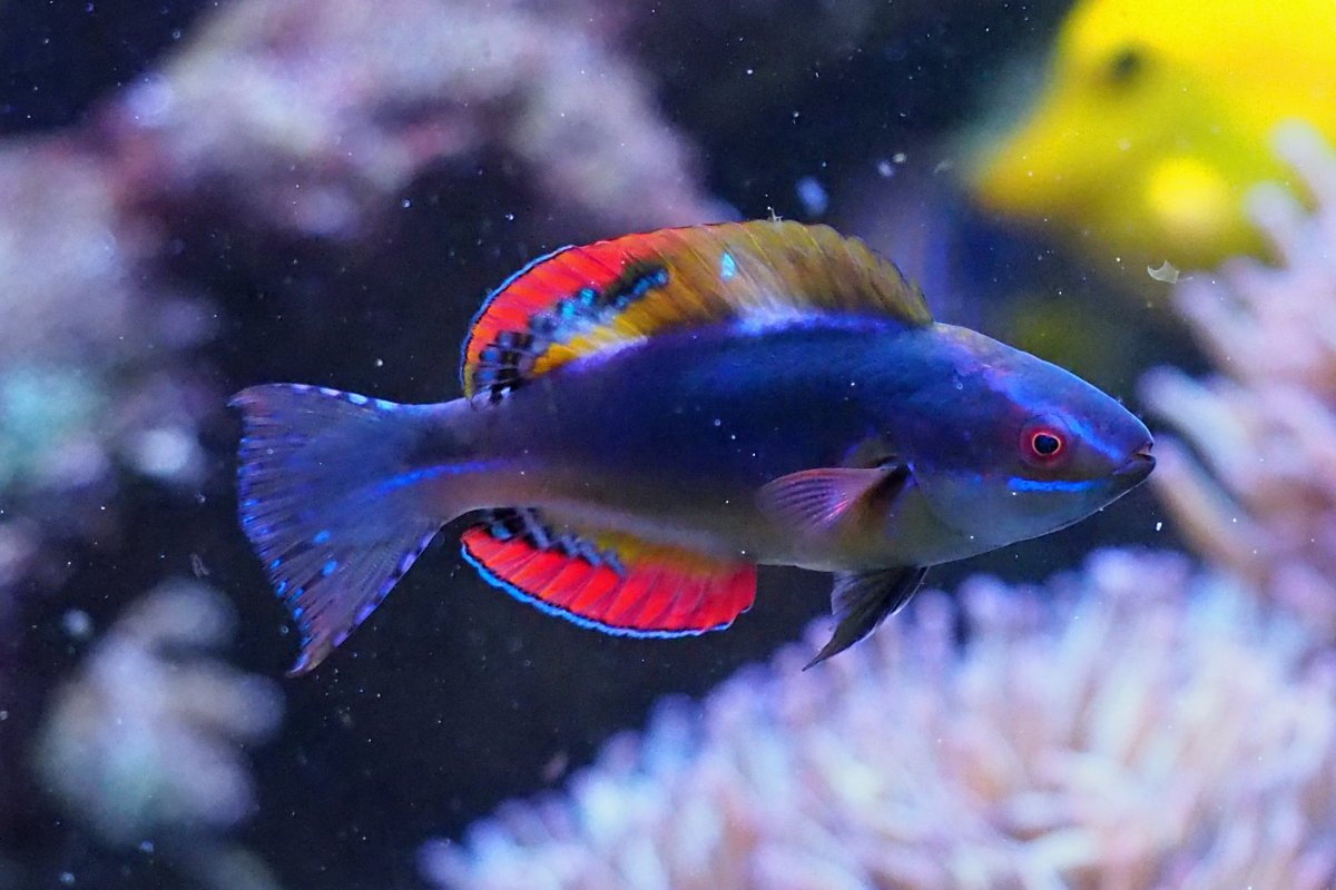 ExquisiteFairyWrasse2019062401.jpg