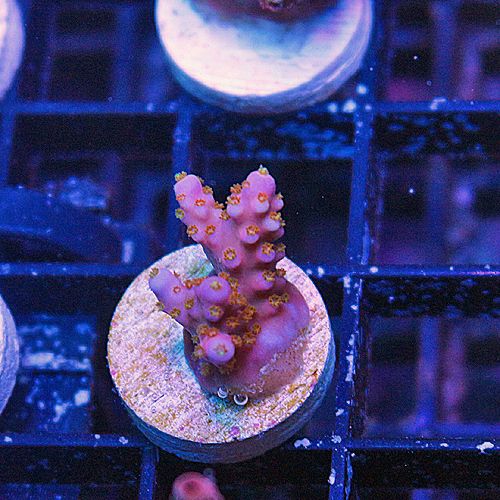 F100 ARC Fireworks Acropora  249-199.jpg