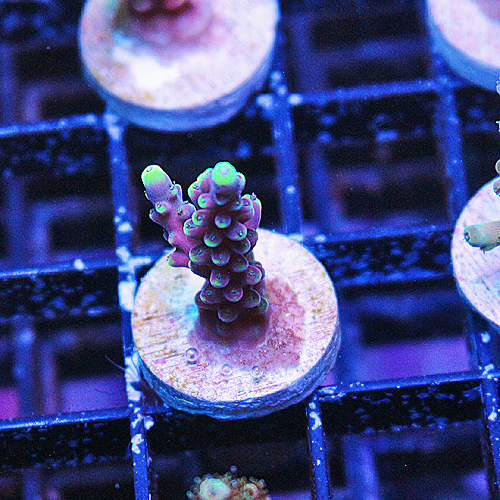 F102 LRO Lunar Lemonade Acropora 399-199.jpg