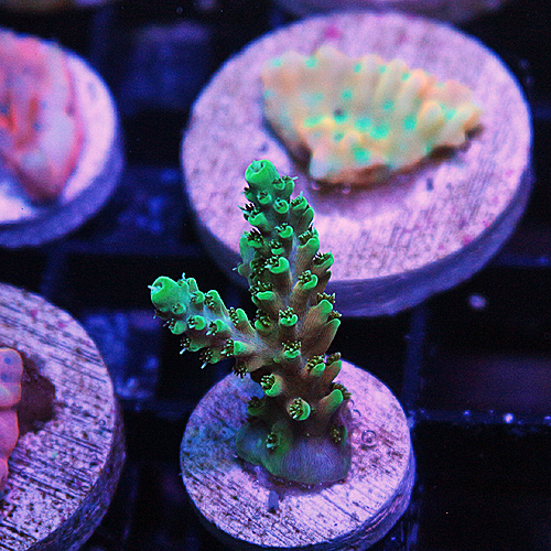 F107 RR Lemon Dropper Acropora 125-88.jpg