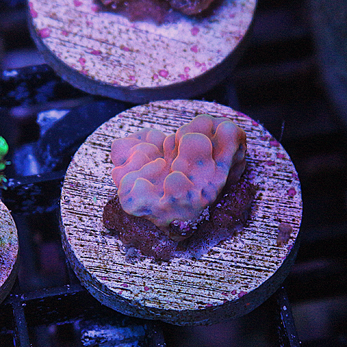 F108 JD Rainbow Nebula Montipora 299-179.jpg