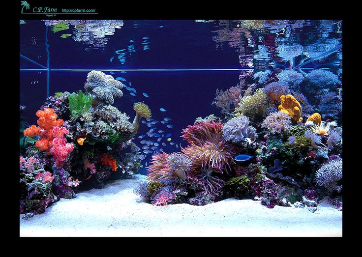 f41a7cf0799f6e0951dd193436896151--aquarium-récifal-marine-aquarium.jpg