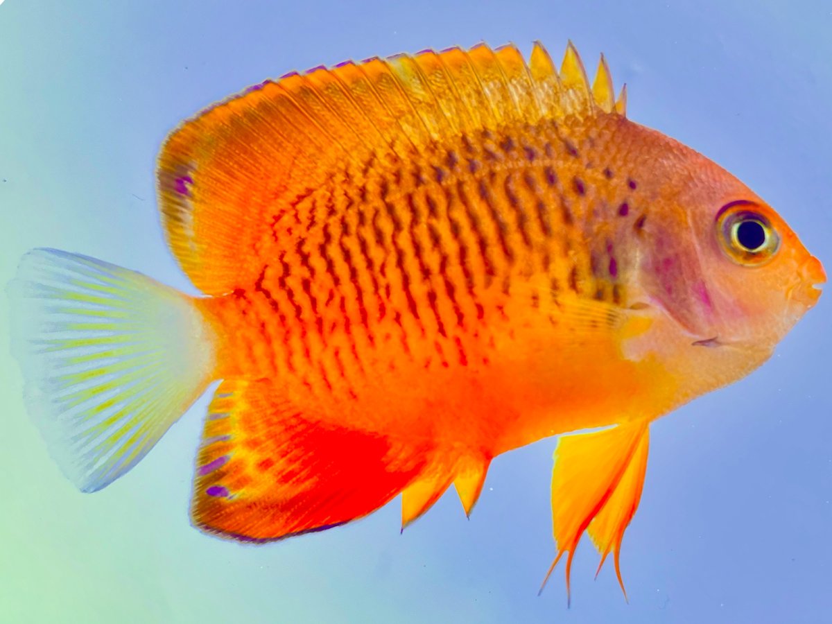 False Shepard Angelfish.jpg