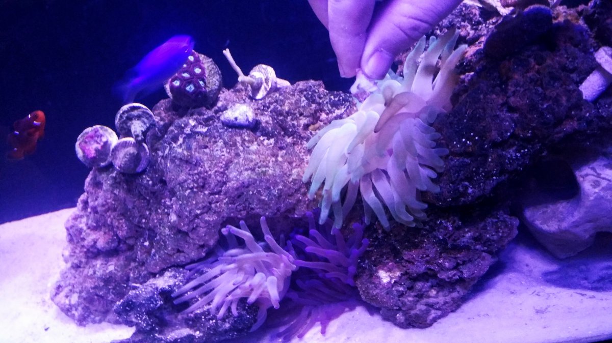 Feeding Anemones.jpg