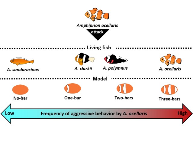 Figure caption_The frequency of attacks on the same species and three-bars models of A. ocella...jpg