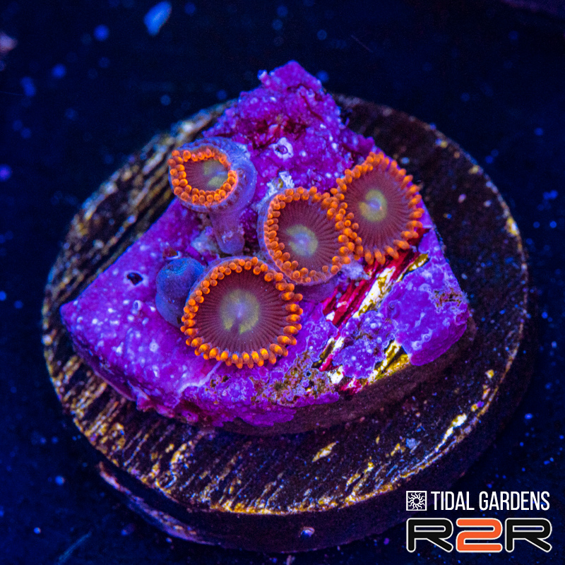 Fiji Solar Flare Zoanthids.jpg